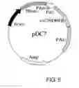Fig. 06 - Expression vector for producing protein derived from foreign gene in large quantity using animal cells, and use thereof