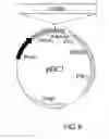 Fig. 07 - Expression vector for producing protein derived from foreign gene in large quantity using animal cells, and use thereof