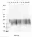 Fig. 14 - Expression vector for producing protein derived from foreign gene in large quantity using animal cells, and use thereof