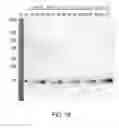 Fig. 20 - Expression vector for producing protein derived from foreign gene in large quantity using animal cells, and use thereof
