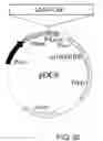 Fig. 21 - Expression vector for producing protein derived from foreign gene in large quantity using animal cells, and use thereof