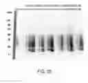 Fig. 23 - Expression vector for producing protein derived from foreign gene in large quantity using animal cells, and use thereof