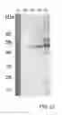 Fig. 28 - Expression vector for producing protein derived from foreign gene in large quantity using animal cells, and use thereof