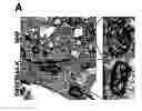 Fig. 01 - RECQL4/RECQL4 VARIANT-P53 COMPLEX FOR ALTERED MITOCHONDRIAL FUNCTION IN ROTHMUND-THOMSON SYNDROME