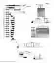 Fig. 03 - RECQL4/RECQL4 VARIANT-P53 COMPLEX FOR ALTERED MITOCHONDRIAL FUNCTION IN ROTHMUND-THOMSON SYNDROME