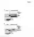 Fig. 04 - RECQL4/RECQL4 VARIANT-P53 COMPLEX FOR ALTERED MITOCHONDRIAL FUNCTION IN ROTHMUND-THOMSON SYNDROME