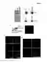 Fig. 06 - RECQL4/RECQL4 VARIANT-P53 COMPLEX FOR ALTERED MITOCHONDRIAL FUNCTION IN ROTHMUND-THOMSON SYNDROME