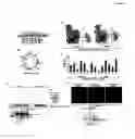Fig. 07 - RECQL4/RECQL4 VARIANT-P53 COMPLEX FOR ALTERED MITOCHONDRIAL FUNCTION IN ROTHMUND-THOMSON SYNDROME