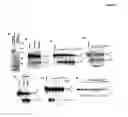 Fig. 08 - RECQL4/RECQL4 VARIANT-P53 COMPLEX FOR ALTERED MITOCHONDRIAL FUNCTION IN ROTHMUND-THOMSON SYNDROME