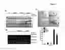 Fig. 12 - RECQL4/RECQL4 VARIANT-P53 COMPLEX FOR ALTERED MITOCHONDRIAL FUNCTION IN ROTHMUND-THOMSON SYNDROME