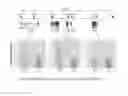Fig. 03 - Gene Marker For Evaluating Genetic Potential For Marbling In Bovine Individual And Method For Evaluating Genetic Potential For Marbling Using The Same