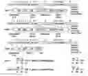 Fig. 01 - HOMEOSTATIC MULTIDOMAIN PROTEIN, AND USES FOR IT