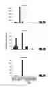 Fig. 06 - HOMEOSTATIC MULTIDOMAIN PROTEIN, AND USES FOR IT