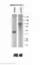 Fig. 09 - HOMEOSTATIC MULTIDOMAIN PROTEIN, AND USES FOR IT
