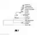 Fig. 13 - HOMEOSTATIC MULTIDOMAIN PROTEIN, AND USES FOR IT
