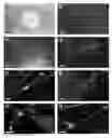 Fig. 01 - Neural progenitor cells derived from embryonic stem cells