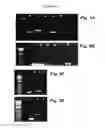 Fig. 04 - Neural progenitor cells derived from embryonic stem cells