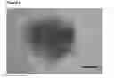 Fig. 10 - Neural progenitor cells derived from embryonic stem cells