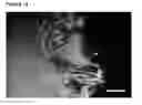 Fig. 16 - Neural progenitor cells derived from embryonic stem cells