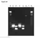 Fig. 26 - Neural progenitor cells derived from embryonic stem cells