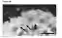 Fig. 27 - Neural progenitor cells derived from embryonic stem cells
