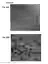 Fig. 30 - Neural progenitor cells derived from embryonic stem cells