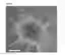 Fig. 34 - Neural progenitor cells derived from embryonic stem cells