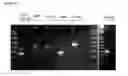 Fig. 35 - Neural progenitor cells derived from embryonic stem cells