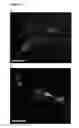 Fig. 36 - Neural progenitor cells derived from embryonic stem cells