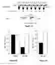 Fig. 04 - RNA sequence-specific mediators of RNA interference