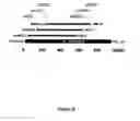 Fig. 10 - RNA sequence-specific mediators of RNA interference