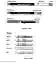 Fig. 15 - RNA sequence-specific mediators of RNA interference
