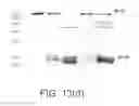Fig. 22 - Bacterial quorum sensing biosensor