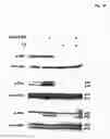 Fig. 03 - Use of lymphocytes to measure anthrax lethal toxin activity