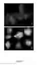 Fig. 12 - Monclonal antibodies, hybridomas and methods for use