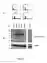 Fig. 18 - Monclonal antibodies, hybridomas and methods for use