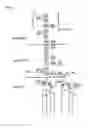 Fig. 02 - Bacteriophage adhesion proteins