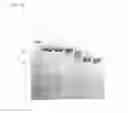 Fig. 16 - Bacteriophage adhesion proteins