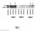 Fig. 04 - Cleavage sensitive antibodies and methods of use thereof