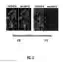 Fig. 14 - Cleavage sensitive antibodies and methods of use thereof