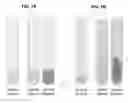Fig. 08 - Devices for the detection of the presence and/or activity of proteases in biological samples