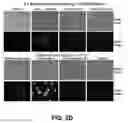 Fig. 07 - Self-immolative probes for enzyme activity detection