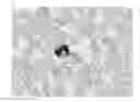 Fig. 01 - Cytological or histological binding composition and staining methods