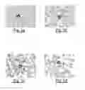 Fig. 02 - Cytological or histological binding composition and staining methods