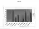 Fig. 15 - Immortalized avian cell lines and use thereof