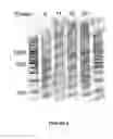 Fig. 07 - PCR-BASED METHOD OF SYNTHESIZING A NUCLEIC ACID MOLECULE
