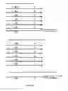 Fig. 08 - Sorting Asymmetrically Tagged Nucleic Acids by Selective Primer Extension