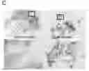 Fig. 01 - Viral infection enhancing peptide