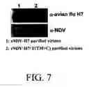 Fig. 08 - Chimeric viruses presenting non-native surface proteins and uses thereof