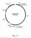 Fig. 12 - Methods for producing secreted polypeptides